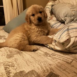 Girl 3 - female Golden Retriever puppy in Mullins, South Carolina from Rainyday Goldens