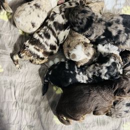 Boy 3 - Blue merle male Aussiedoodle puppy in Factoryville, Pennsylvania from North Mountain Doodles