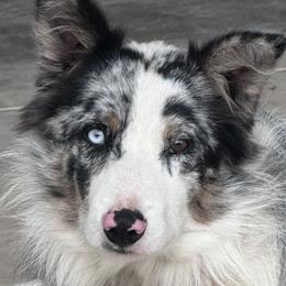 Border Collies from Lauren Stokes