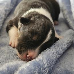 Boy 1 - Black tri-color male Australian Shepherd puppy in Tehachapi, California from Astralvale Aussies