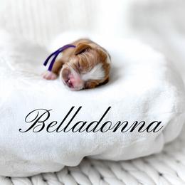 Belladonna - Red  female Goldendoodle puppy in Springville, Utah from Happy Doodle