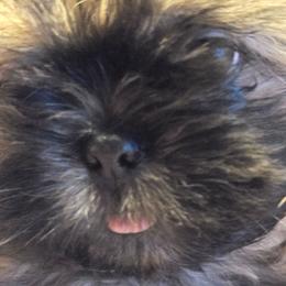Presley - Black and tan male Shih Tzu puppy in Filer, Idaho from Shih Tzu Kennels
