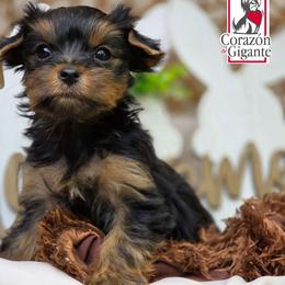Posy Li - Black and tan female Yorkshire Terrier puppy in California from Corazon de gigante
