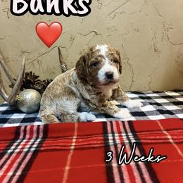 Banks - Red  male Goldendoodle puppy in Runaway Bay, Texas from Green Ranch Doodles
