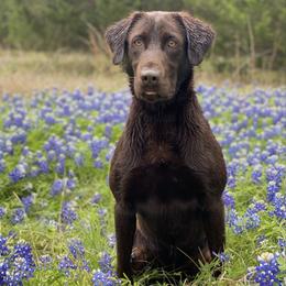 Chief - Labrador Retriever
