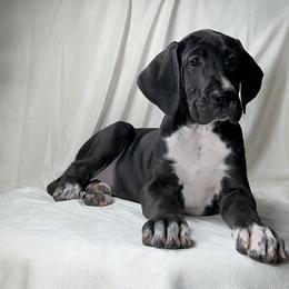 Great Dane Puppies from North Cedar Danes