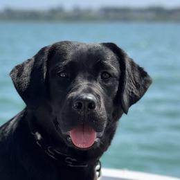 Belgian Malinois and Labrador Retrievers from Riverfront K9