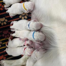 Pick  1 boy - Light golden male Golden Retriever puppy in Waterloo, Indiana from All 4 Paws of Pheasant Run