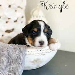 Kringle - Tri-color male Bernedoodle puppy in Henry, Illinois from Rowe Farms Doodles