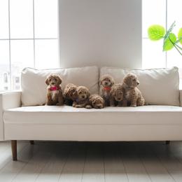 Goldendoodle Puppies from Dashing Doodle Pups