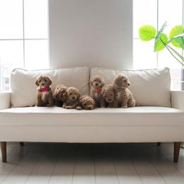 Goldendoodle Puppies from Dashing Doodle Pups