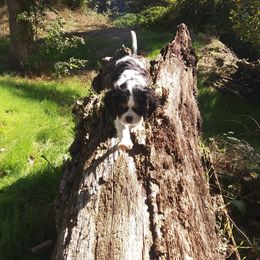 Cavalier King Charles Spaniel Puppies from Otter Bee Cavaliers