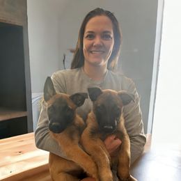 Belgian Malinois Puppies from Care 2 Protect