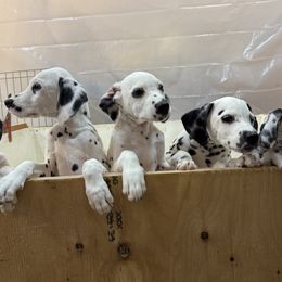 Dalmatians from Upperleftdalmatians