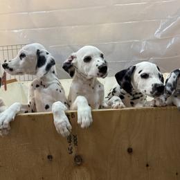 Dalmatians from Upperleftdalmatians