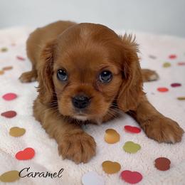 Caramel - Ruby male Cavalier King Charles Spaniel puppy in Miami, Florida from Maria's Pups