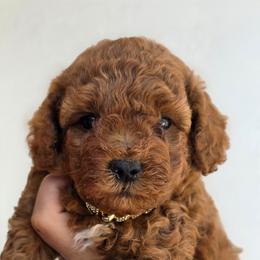 Sushi - Red male Maltipoo puppy in San Diego, California from Maltipoos SD