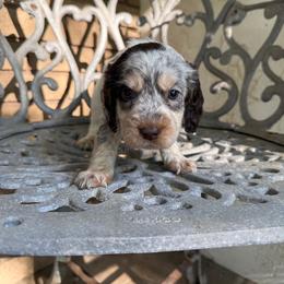 Tate - Liver white and tan male English Springer Spaniel puppy in Williston, Florida from Parks Paradise Springers
