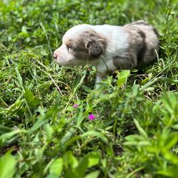 Woodrow - Red merle male Australian Shepherd puppy in Fort Myers, Florida from U Cross Australian Shepherds