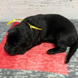 Yellow black female - Black female German Shepherd puppy in Herrick, South Dakota from Dakota Shepherds Kennels