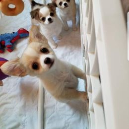 Chihuahua Puppies from Lucky Star Chihuahuas