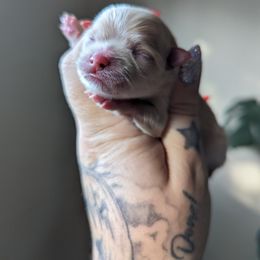 Pomeranian Puppies from Pop Off Pomeranians