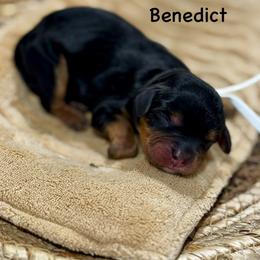Benedict - Black and tan male Cavalier King Charles Spaniel puppy in El Campo, Texas from Longhorn Cavaliers