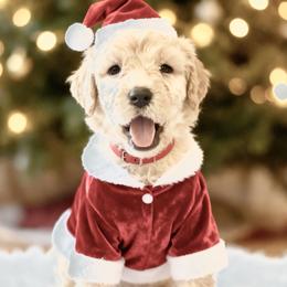 Mr Red Collar- Herbert - Cream male Poodle puppy in Screven, Georgia from Dreamland Standard Poodles
