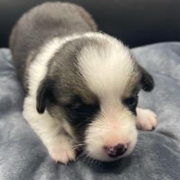 Black girl - Black and tan female Pembroke Welsh Corgi puppy in Adairsville, Georgia from R&R Corgis