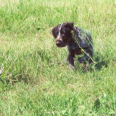 German Wirehaired Pointer Puppies from Inverness Kennels