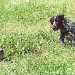 German Wirehaired Pointer Puppies from Inverness Kennels