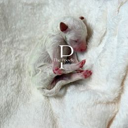 Australian Labradoodle and Bernedoodle Puppies from The Poodle Co. Raising Doodles & Poodles