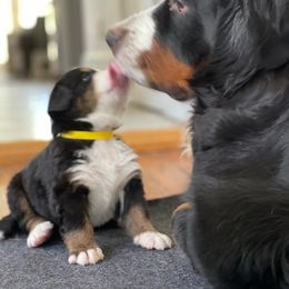 Bernese Mountain Dog Puppies from Queenstown Fine Bernese