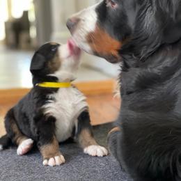 Bernese Mountain Dog Puppies from Queenstown Fine Bernese