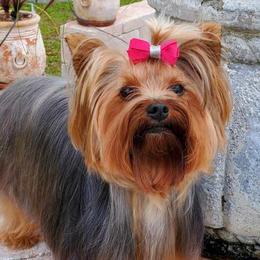 Daisy - Yorkshire Terrier