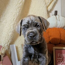 Cider - Gray female Cane Corso puppy in Franktown, Colorado from Earth and Ship Cane Corso