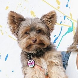 Millie - Yorkshire Terrier