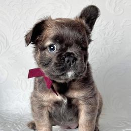 French Bulldog puppies from Midge’s Meadowland Frenchie’s