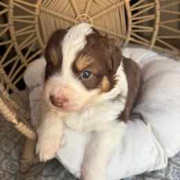 Lily - Red tri-color female Australian Shepherd puppy in Grants Pass, Oregon from Carmel Mountain Aussies