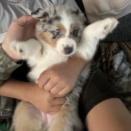Miniature American Shepherd puppies from TimberRidge