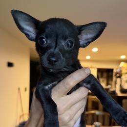 Chihuahua puppies from Nine Mile Farms