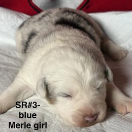 SR3 - Blue merle female Australian Shepherd puppy in Ada, Ohio from Windy Hill Aussies