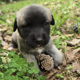 Rowan - Fawn female Anatolian Shepherd Dog puppy in La Grange, Georgia from Florida Anatolian Shepherds