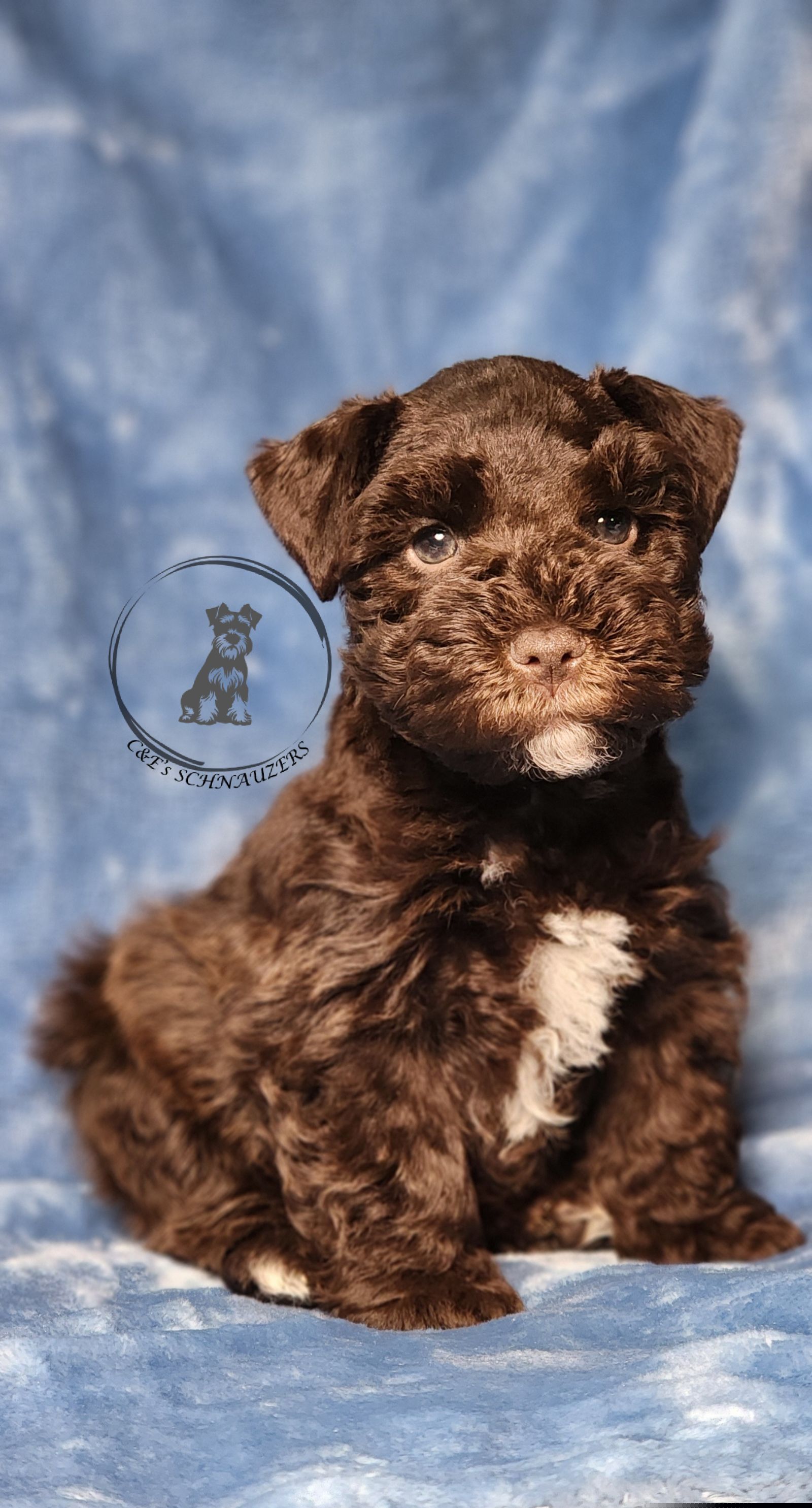 Hercules - Liver male Miniature Schnauzer puppy in Trinity, Alabama from C&E'S Schnauzers