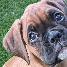 Sparkles - Fawn Boxer puppy in Arizona from Rockin' Paws Boxers