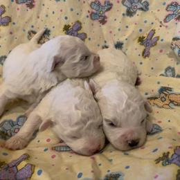 Male 2 - White male Bichon Frise puppy in Brainerd, Minnesota from ACC Ranch