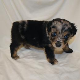 Miniature Australian Shepherd puppies from Blue Meadow Aussies