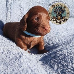 Mousse - Chocolate male Dachshund puppy in Seagoville, Texas from Doxi Delights AKC & CKC Dachshunds