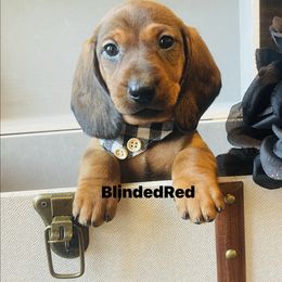 Amos - Red male Dachshund puppy in Leoma, Tennessee from Southbound Kennel
