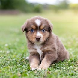 Sage - Red tri female Miniature Australian Shepherd puppy in Yantis, Texas from Marie Mini Aussies